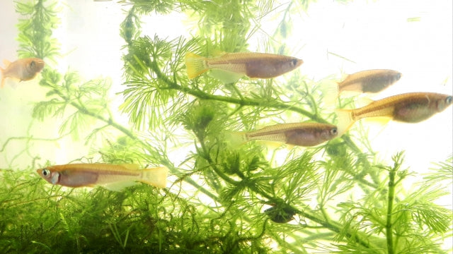ヒメダカから始めるアクアリウム!飼育方法や餌の種類、繁殖法など – Fish Paradise