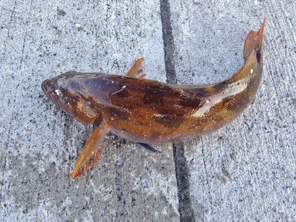 アイナメ釣り