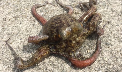 タコエギ でタコを釣ろう