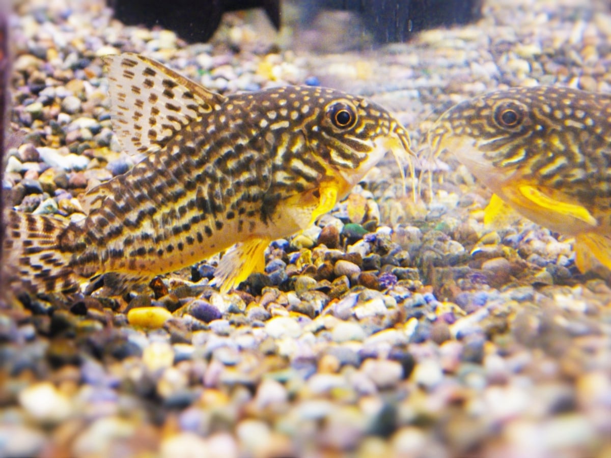 コリドラスを水槽で飼育してみよう