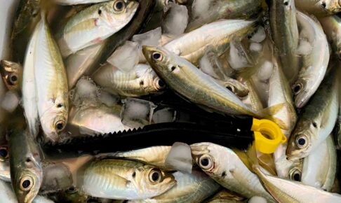 サビキ釣りを始めよう！