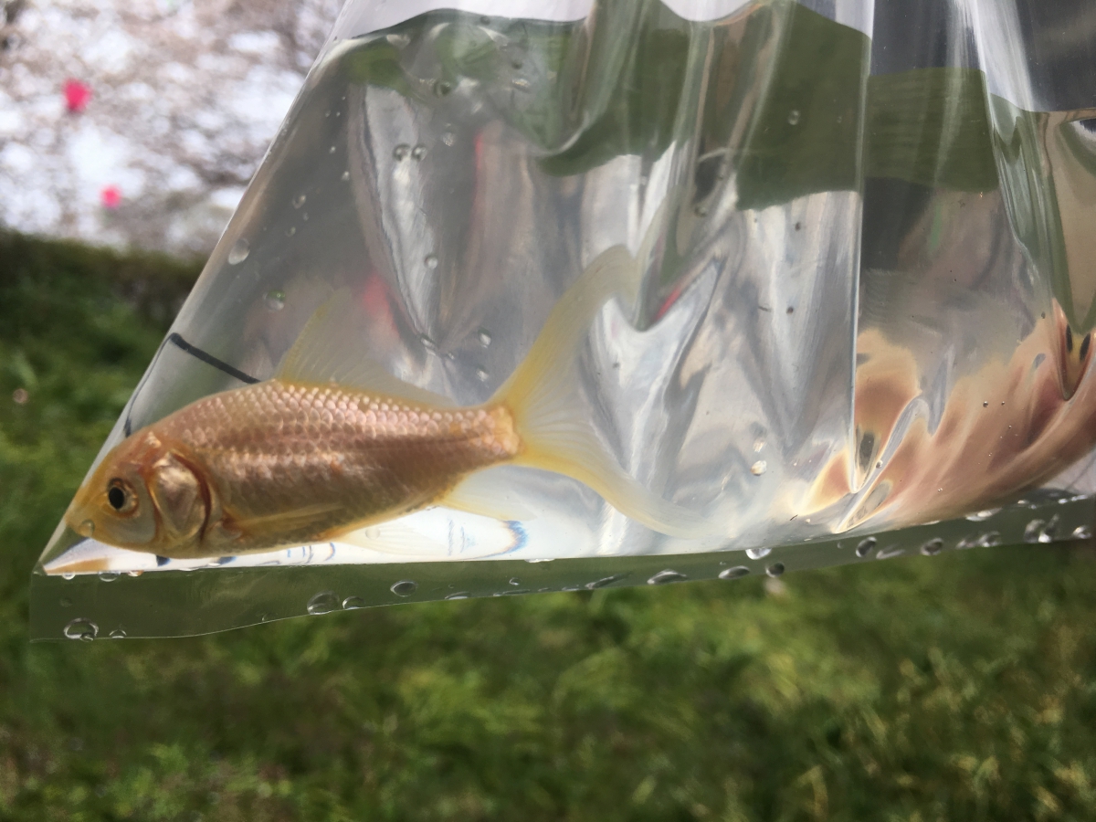 金魚すくいを楽しもう！