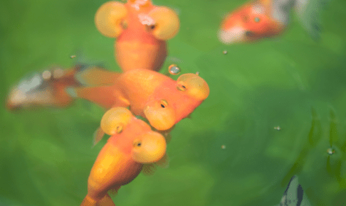 水泡眼がいっぱい