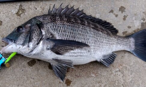 クロダイをルアーで釣る方法