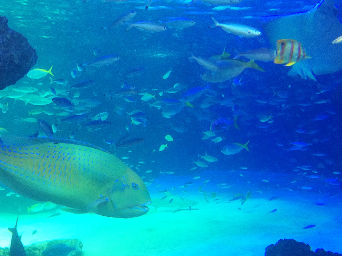 神奈川は水族館がたくさん