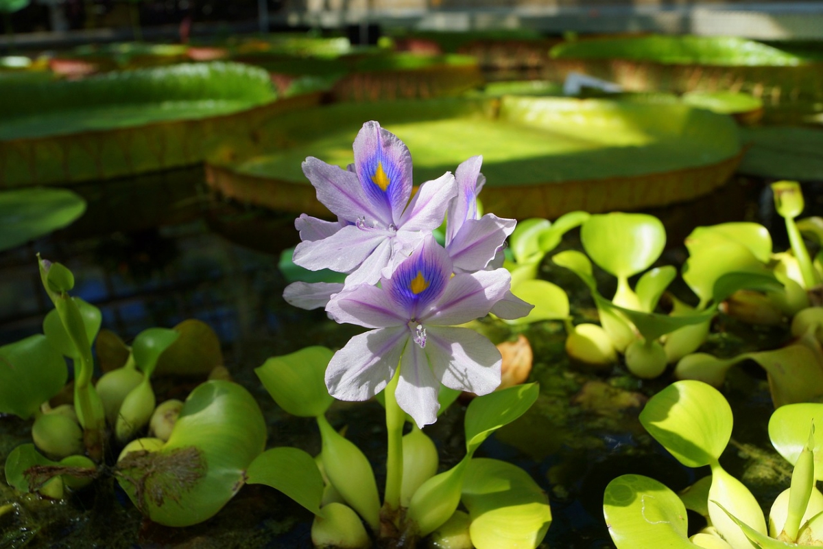 ホテイアオイは花も綺麗