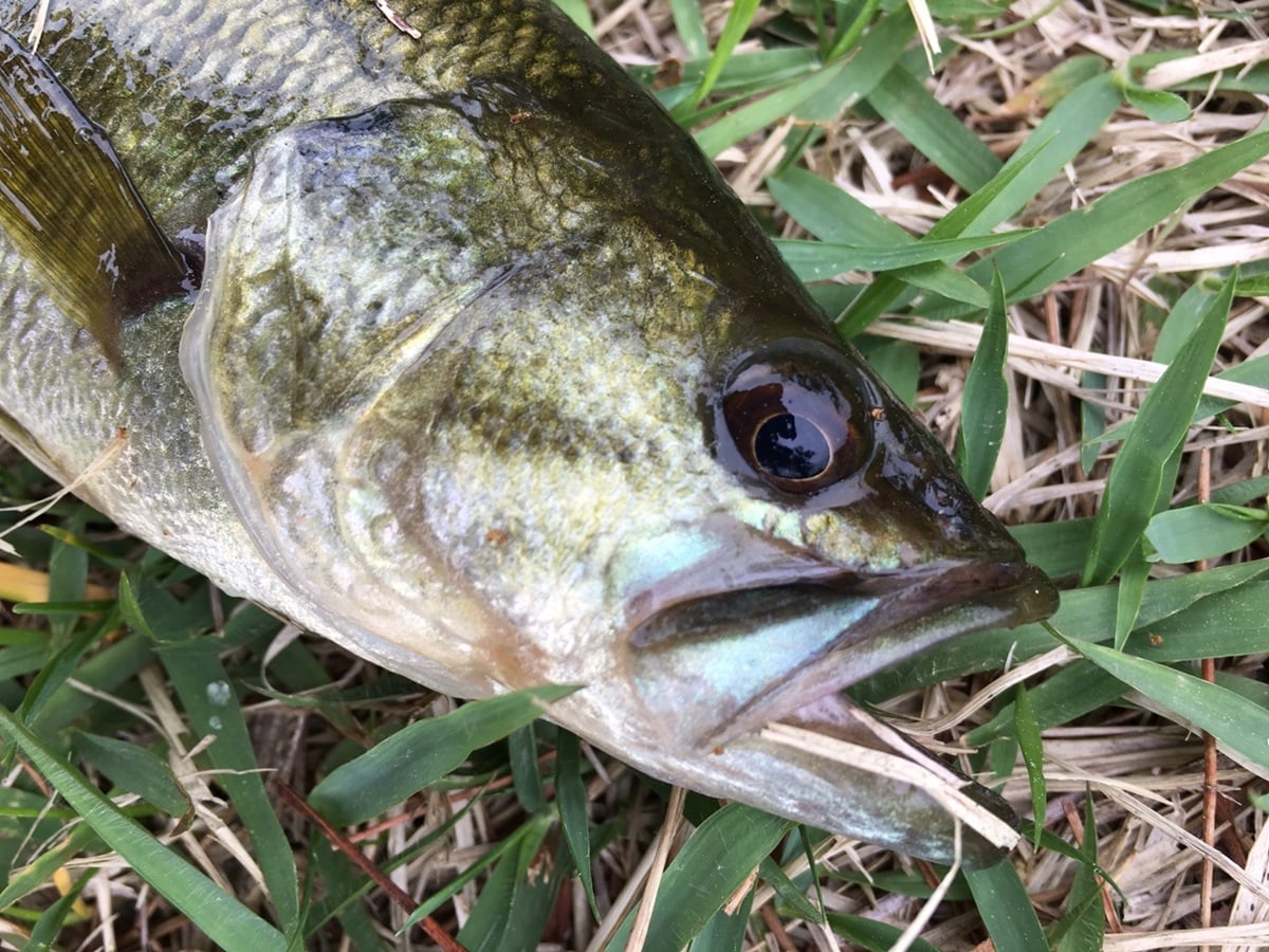 メジャークラフト　コルザでバス釣り