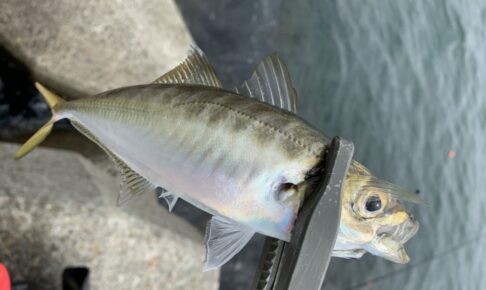 お気に入りのアジングロッドでアジを釣ろう