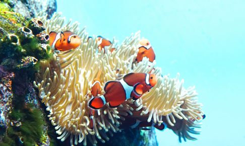 海水魚飼育の基本を解説！