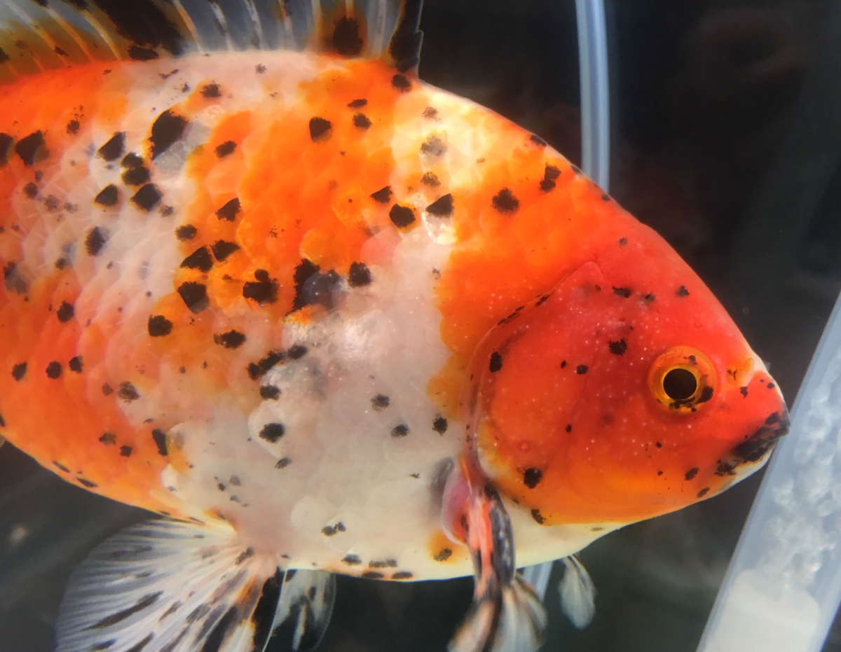 隼人錦ってどんな金魚？