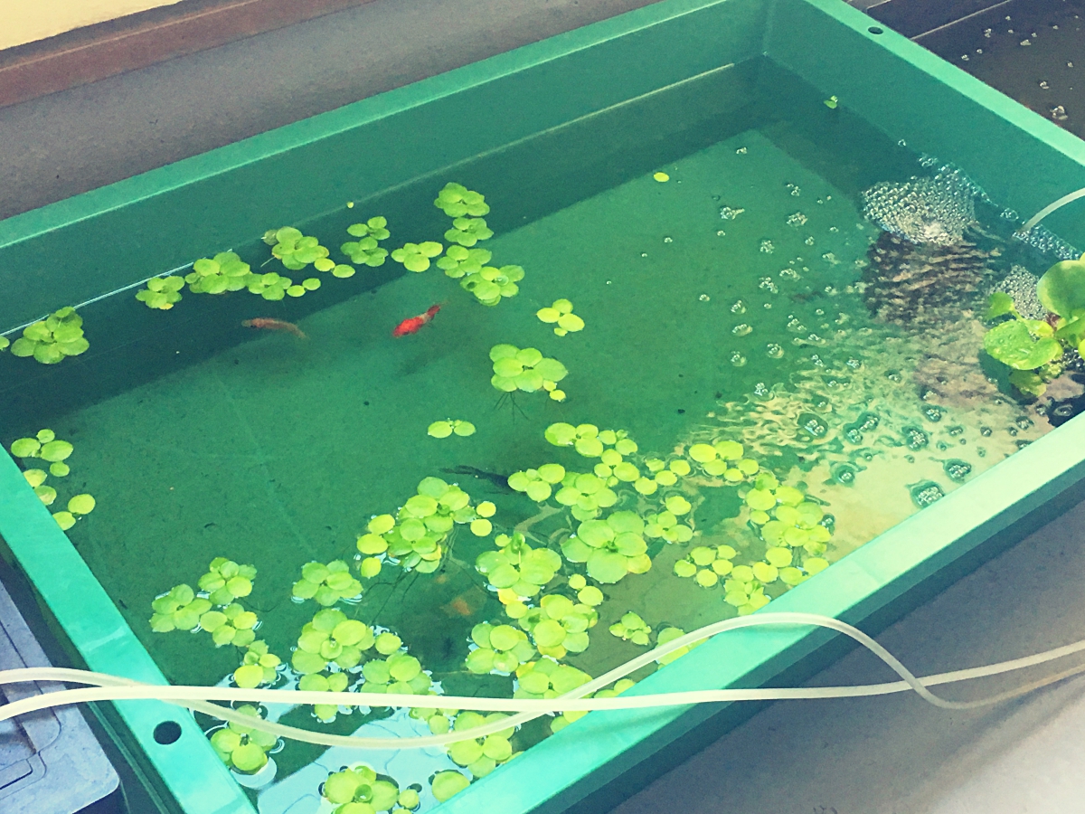 プラ舟で魚を飼育