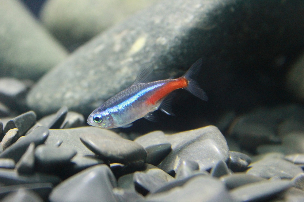 ネオンテトラは綺麗