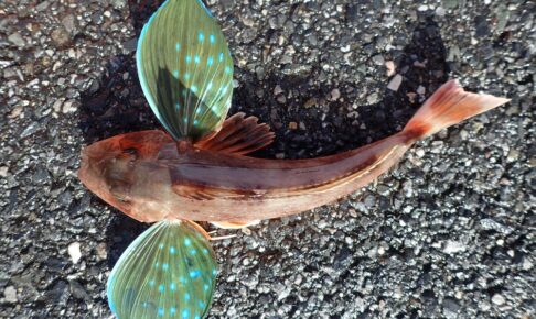 ホウボウってどんな魚？