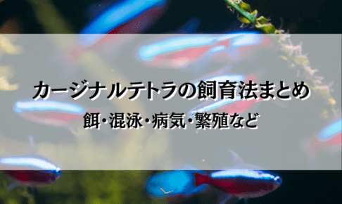 カージナルテトラの飼い方