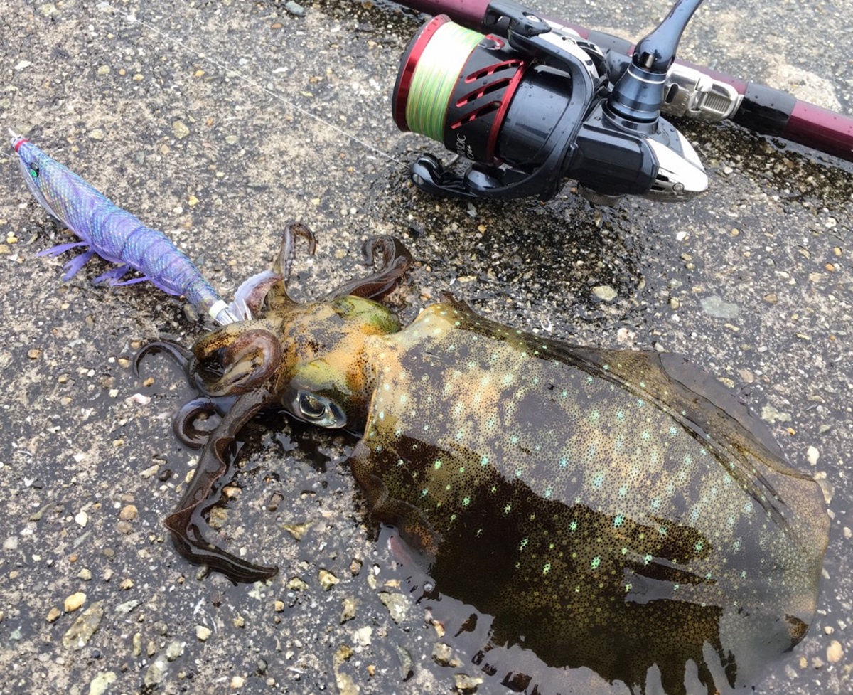 エギを使ってイカ釣り！