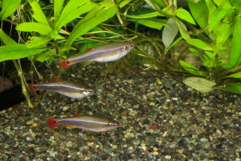 大磯砂の画像