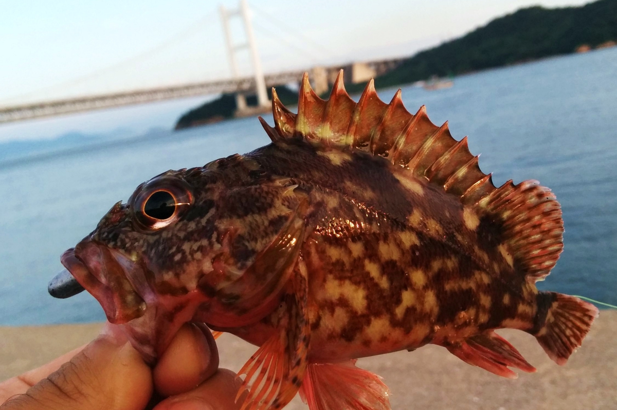 穴釣りを満喫！