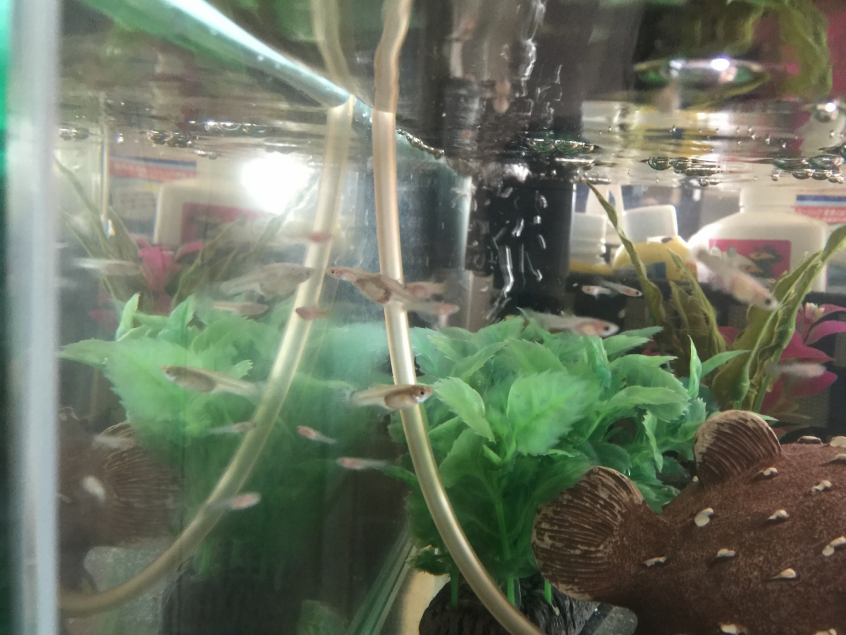 グッピーの稚魚
