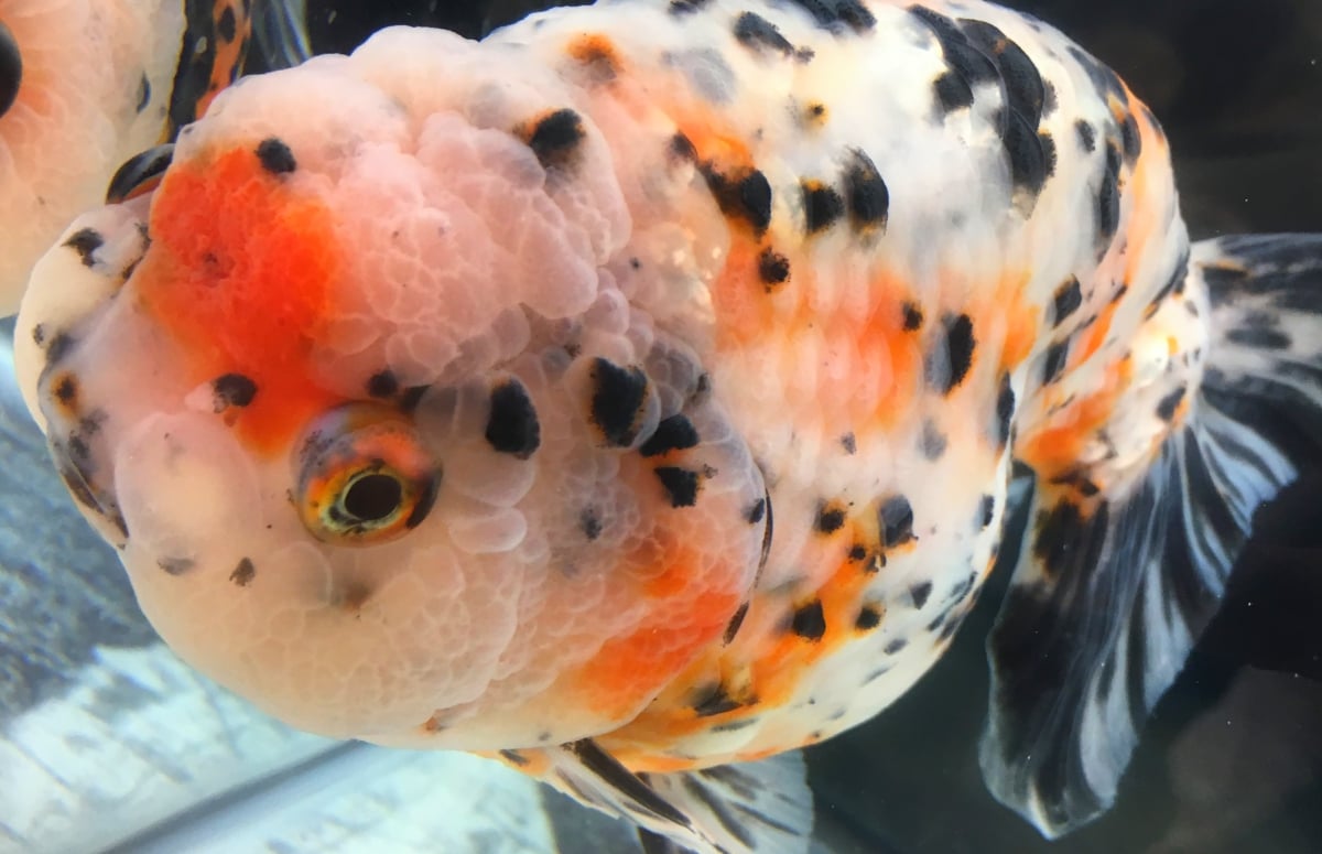 金魚の種類一覧