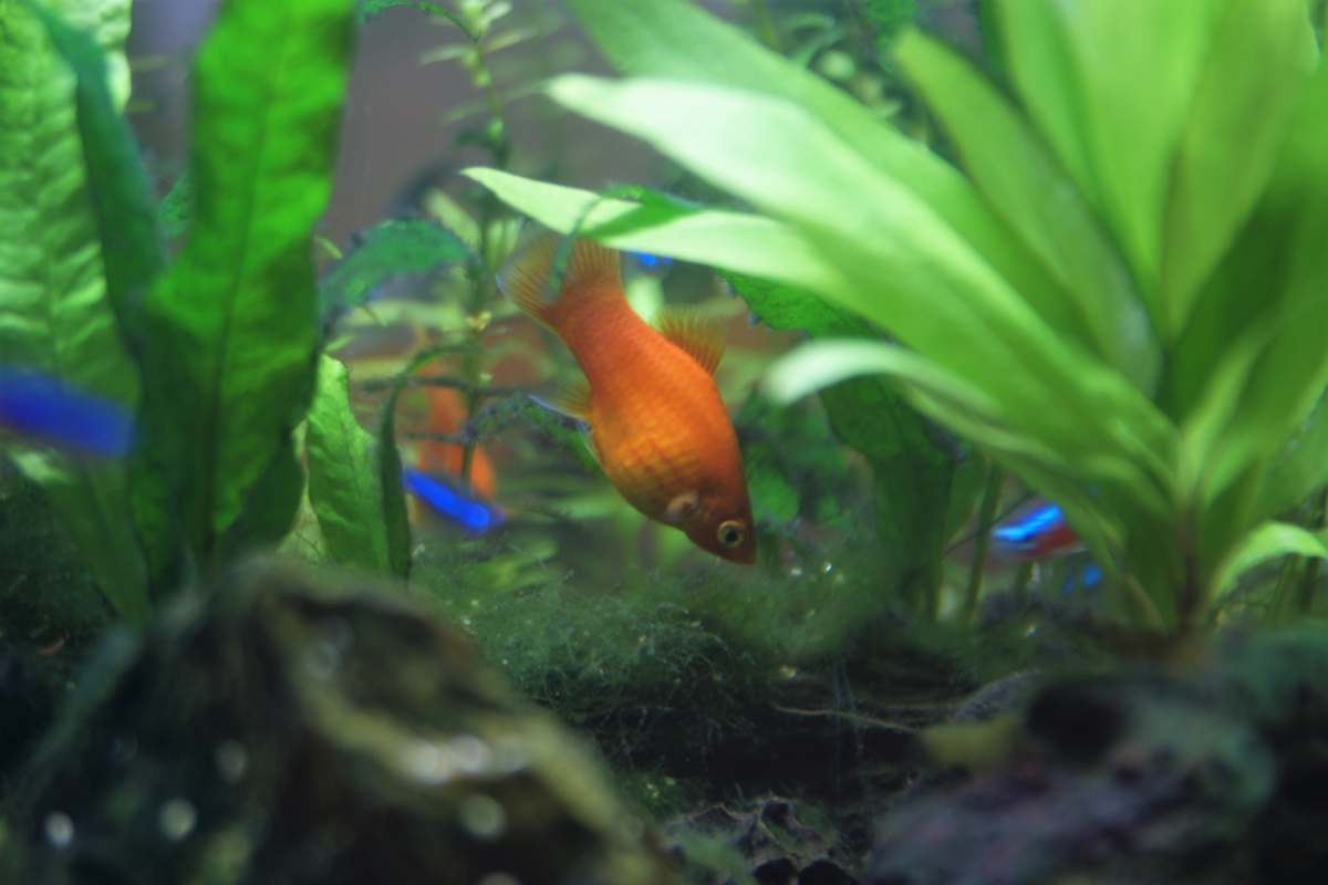 初心者におすすめの熱帯魚は？