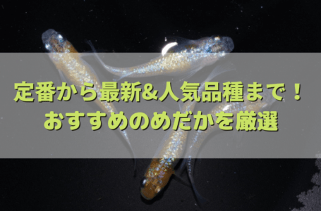 【2023年】メダカの種類を厳選！初心者におすすめ定番種から人気最新品種まで