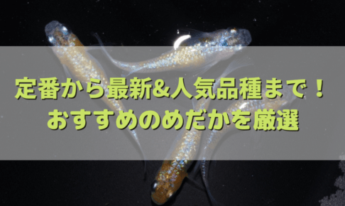 定番から最新人気品種まで、めだかの種類を厳選して紹介
