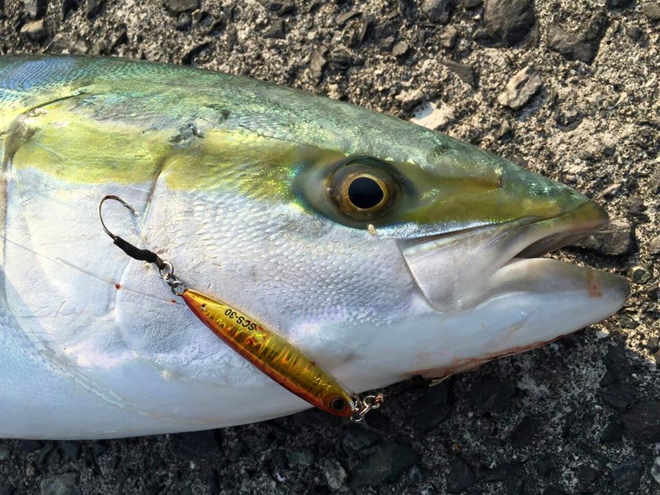 ショアスローで低活性の魚をゲット