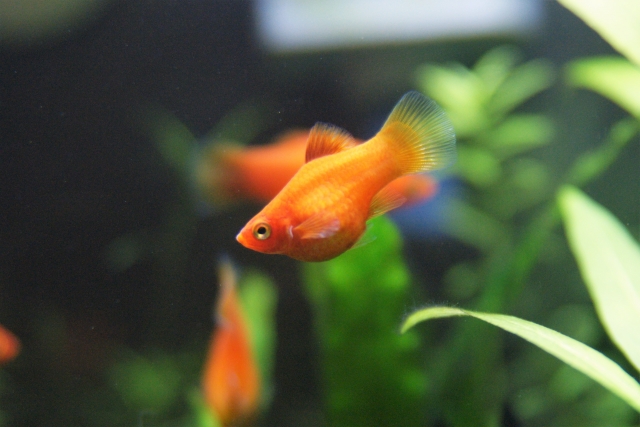 プラティの飼育方法