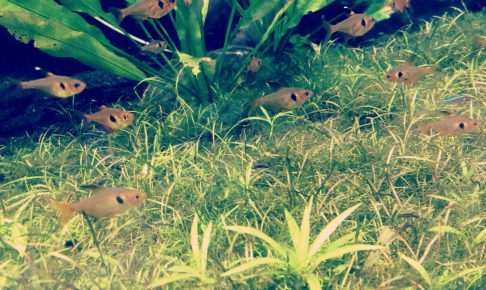 45cm水槽で飼育できる魚たちは？