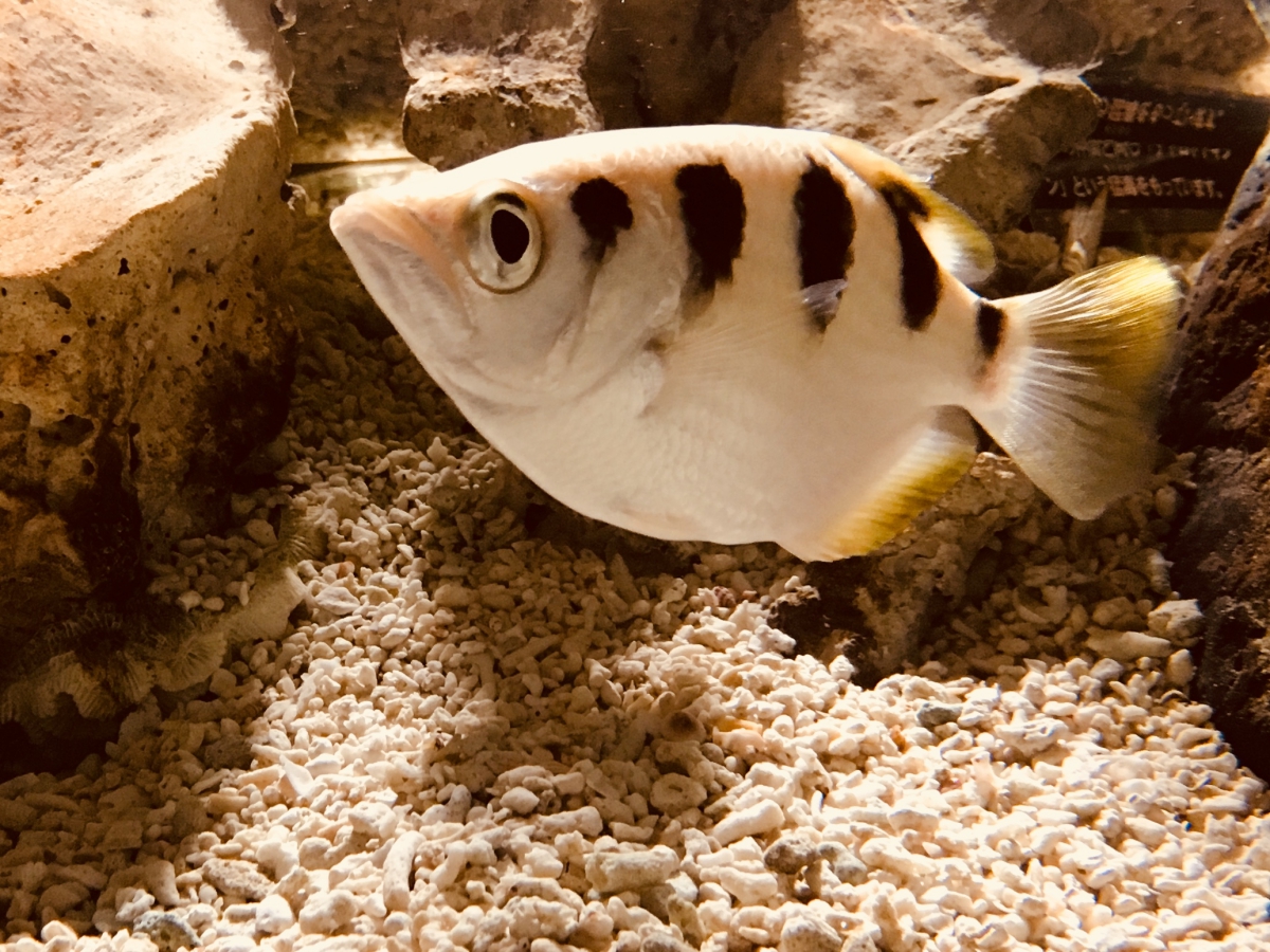 テッポウウオの飼育は難しい？