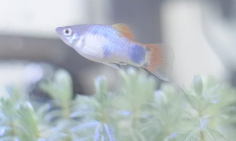 ミッキーマウスプラティは丈夫