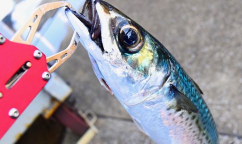 サバ釣りは初心者にもおすすめ