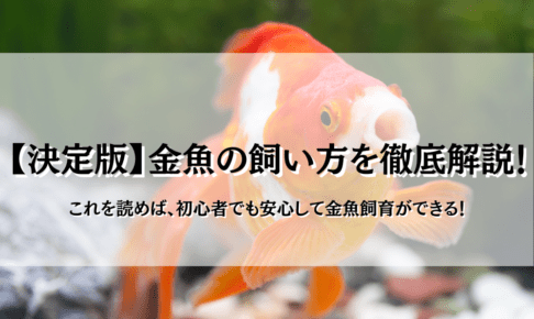 金魚の飼い方を徹底解説