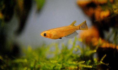めだかを水槽で飼育する