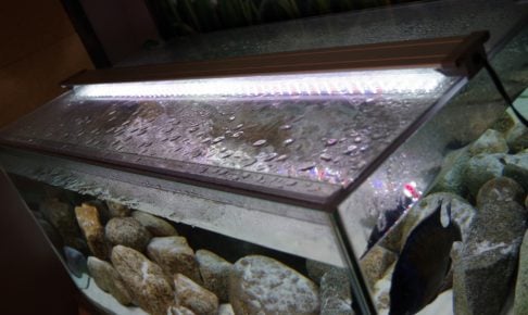 60cm水槽のおすすめ