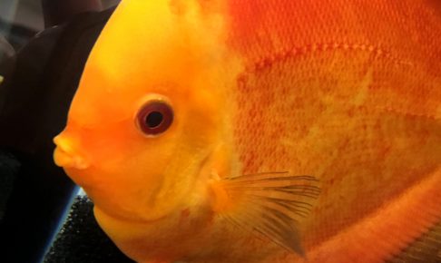 ディスカスは熱帯魚の王様！