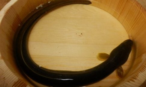 うなぎ釣りについて解説！