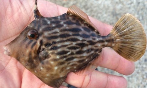 カワハギ釣りを始めよう！