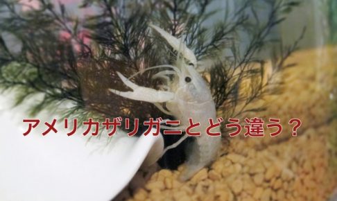 タイゴーストってどんなザリガニ？