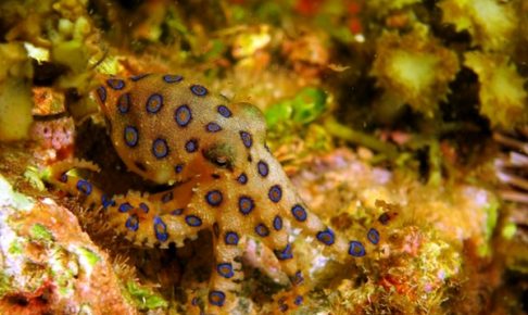 ヒョウモンダコは毒をもつ珍しいタコ