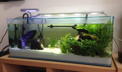 水槽の立ち上げ方とは
