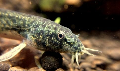 ドジョウはかわいい