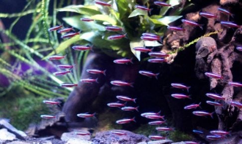 東北の熱帯魚ショップ