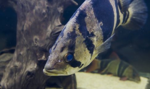 ダトニオの飼い方