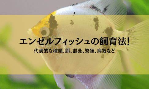 エンゼルフィッシュの飼い方