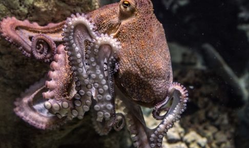 タコの種類や生態をご紹介