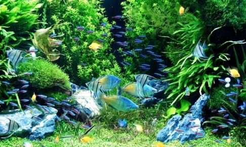 水草水槽はオシャレで綺麗！