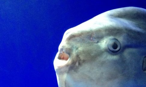 マンボウってどんな魚？