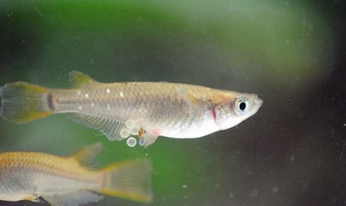 メダカの産卵から孵化まで