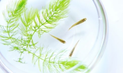 メダカと水草の相性
